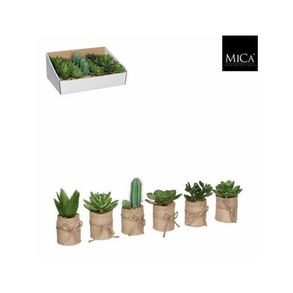 Succulent H12xD5cm 6 asst.
