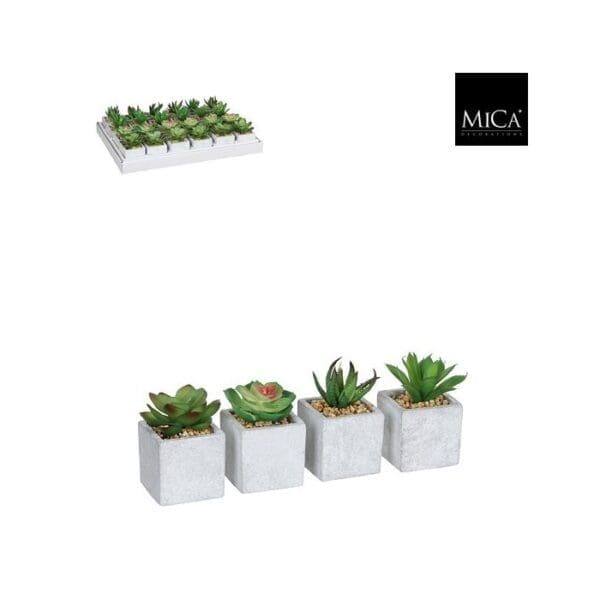 Succulent H8xD5cm 4 asst.