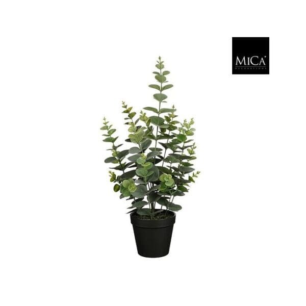 Eucalyptus í potti 53x23cm