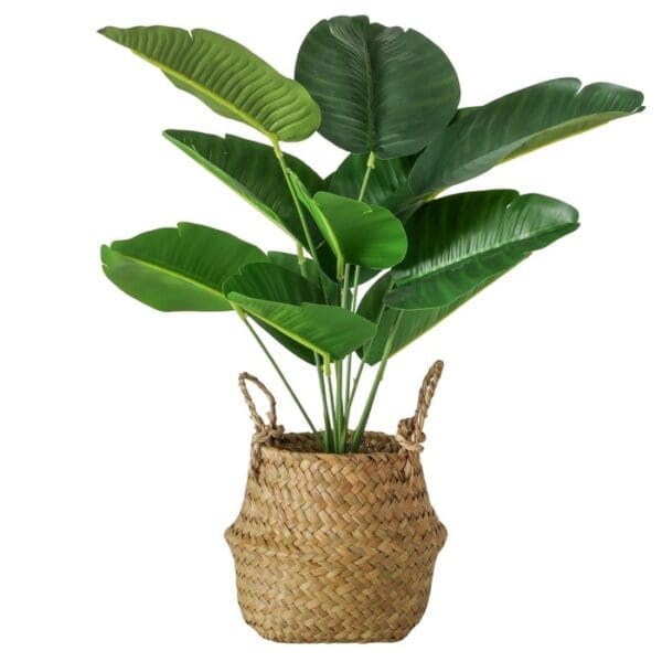 Planta í skjúlara H: 45cm