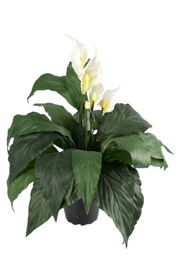 Spathifyllum planta 50cm, hvít