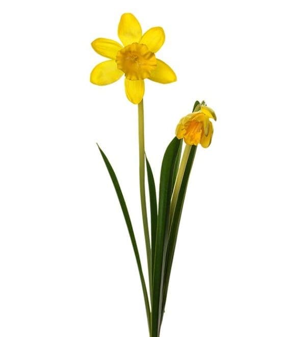 Páskalilja H50cm, gul