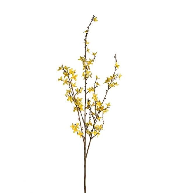 Forsythia, várgull, H:120cm, gult