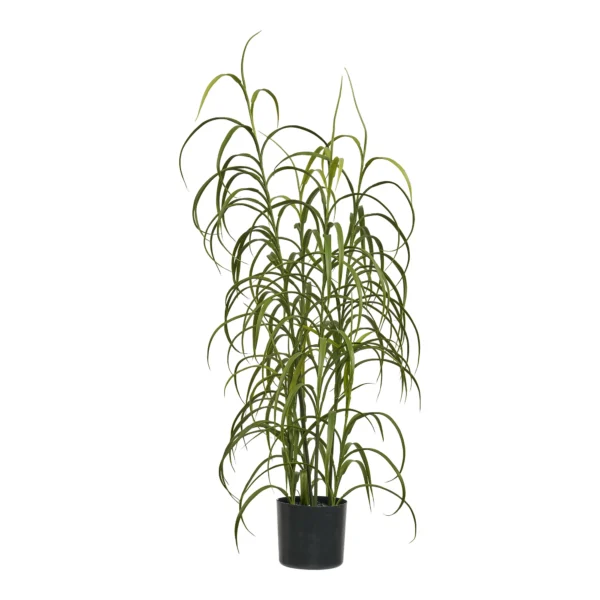 Gras planta, H:68 cm
