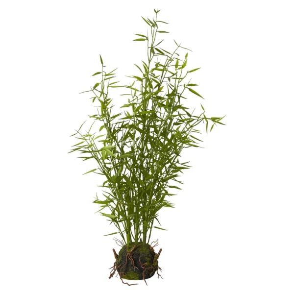 Mini bambus v/ rót H: 63 cm