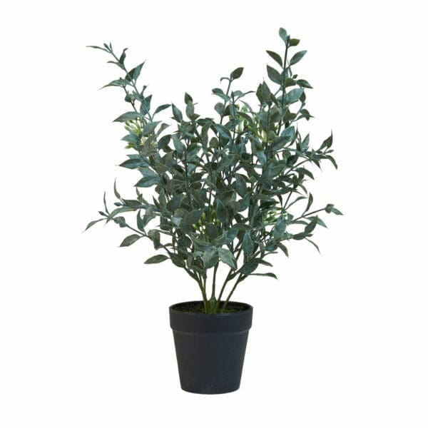 Planta í potti H: 40 cm