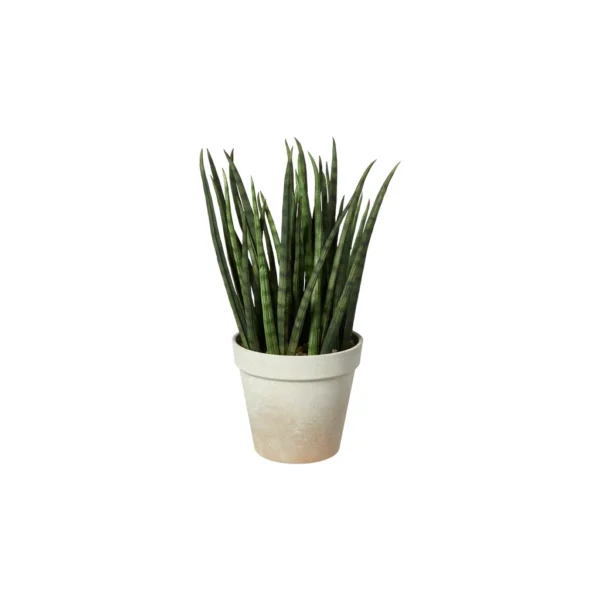 Agave í potti 15xH25 cm
