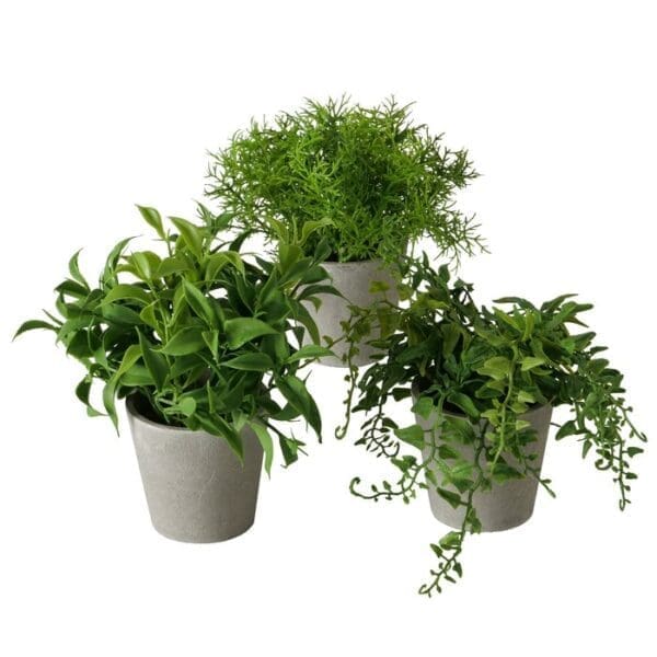Planta í skjúlara 3 ass. H 17,00 cm